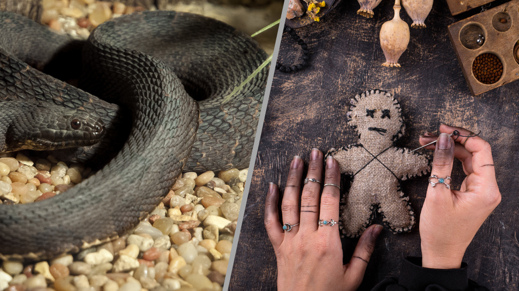 15 Black Snake in Dream, Someone is doing black magic on you | Meaning